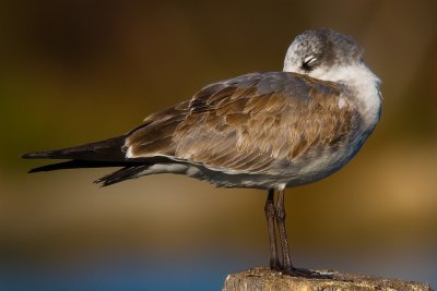 Ring Billed Gull (Juvenile)