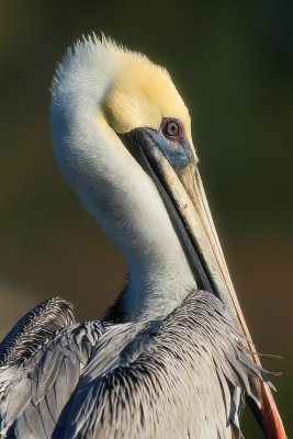 Pelican Portrait III