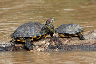 Red Eared Turtles