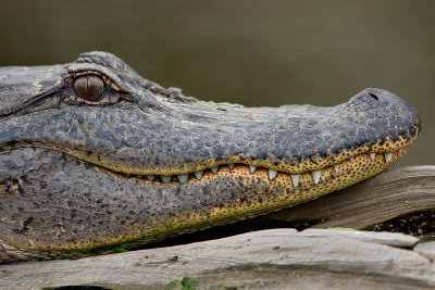 Alligator Closeup