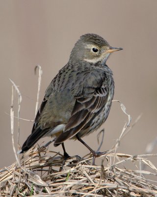 American Pipit (?)