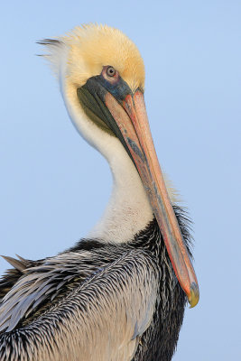 Pelican Portrait V