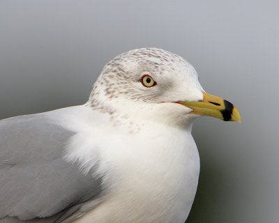Ring-billed Gull Portrait