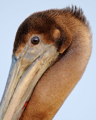 Brown Pelican Close-up