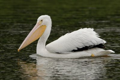 White Pelican Cruising