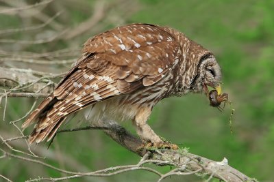 Barred Owl with Crawfish