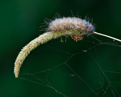 Spider and Caterpillar
