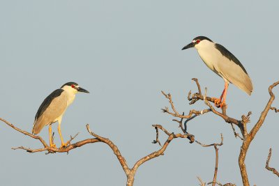 Black-crowned Night Herons