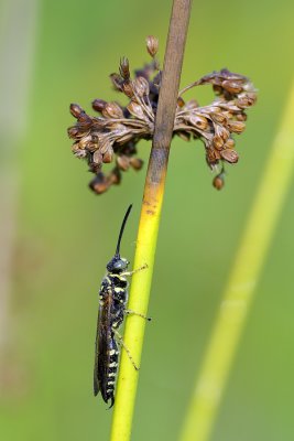 Wasp and Grass Seeds