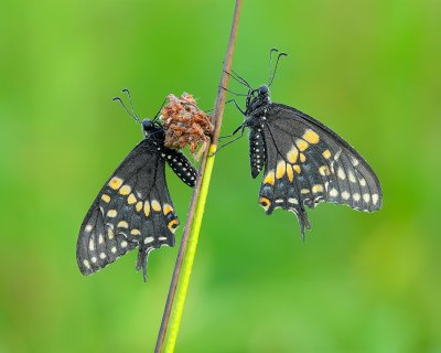 Swallowtails