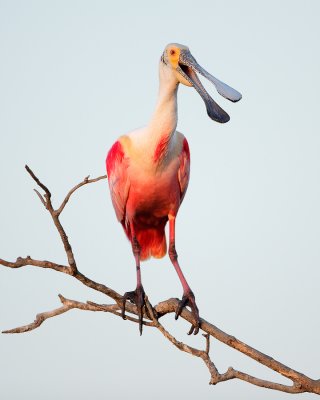 Roseate Spoonbill with Open Bill