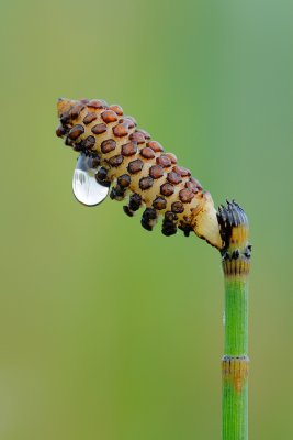 Horsetail with Dewdrop