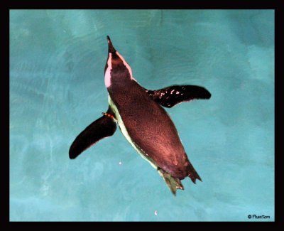 New England Aquarium