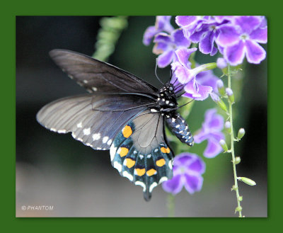 Butterflies