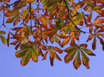 Leaves and sky.jpg