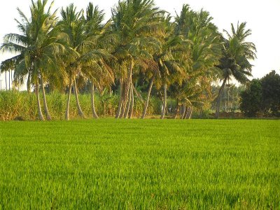 Coconut trees.jpg