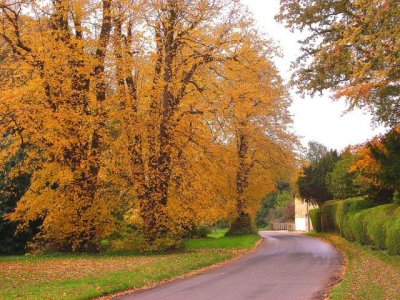 Autumn colours in North Runcton.jpg