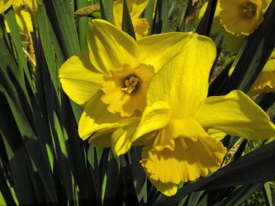 Daffodil2007.jpg