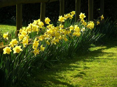 Daffodils 2007.jpg