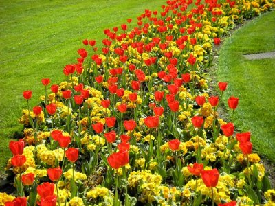 KL Tulips_DPR1.jpg