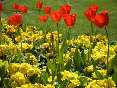 KL Tulips_DPR3.jpg