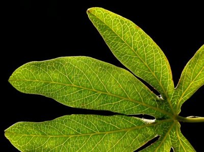 Leaf details in back light