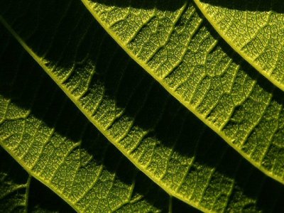 Texture of a leaf