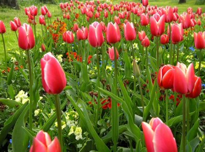 Tulips closeup
