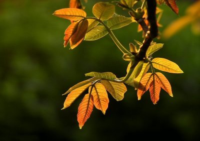 Backlit young walnut leaves