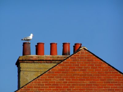 Gull on the roof