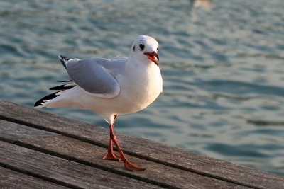 Curious seagull