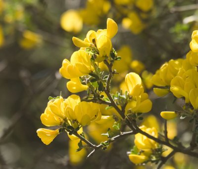 Nachal Chalilim (Wadi Flute)