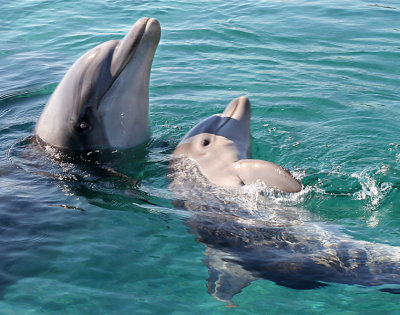 Eilat Reef dolphin's