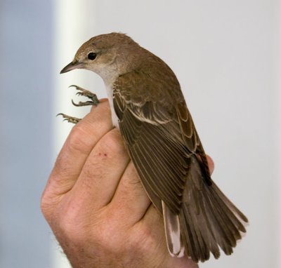 Barred Warbler