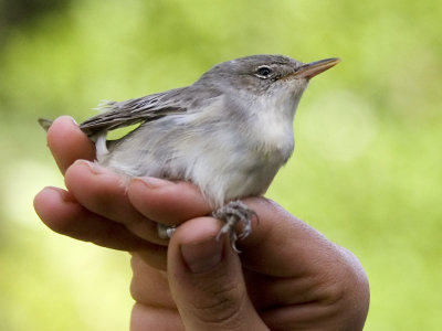 Olive-tree Warbler