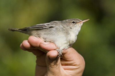 Olive-tree Warbler
