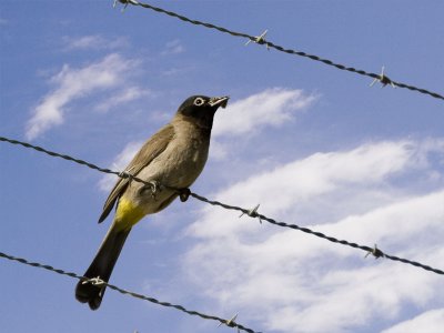 Bulbul