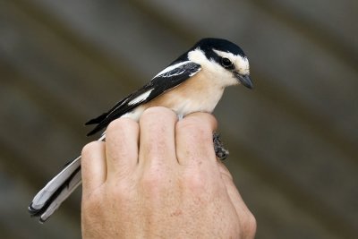Masked Shrike