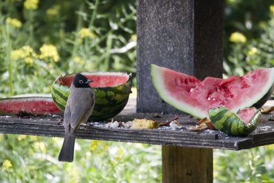 Bulbul