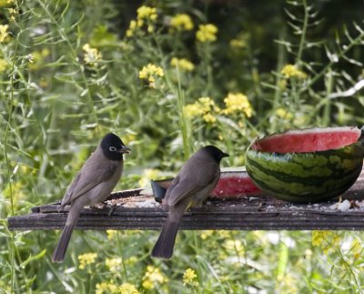 Bulbul
