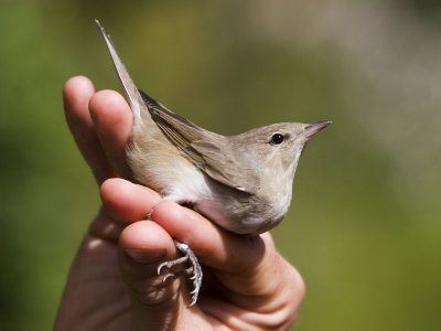 Jerusalem bird observatory