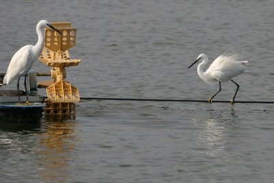 Tightrope-walker