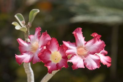 Adenium Obesum: Desert Rose