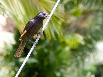 Tristram Starling: Desert bird
