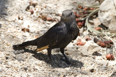 Tristrams Starling: Desert bird