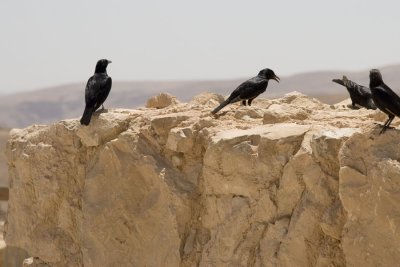 Desert birds