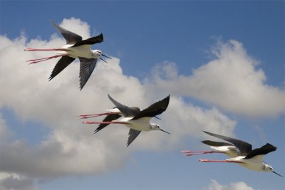 Black winged Stilts