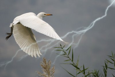 White Egret