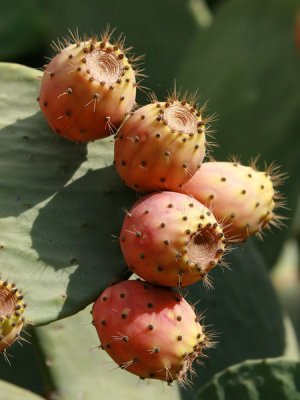 Sweet cactus, PhotographyVoice