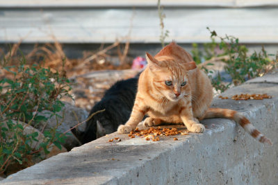 Animals misc